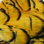 Amherst head Pheasant komplett Huvud - Yellow