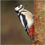 Great Spotted Woodpecker Sound Greeting Card -Call of The Wild Cards RWSN049