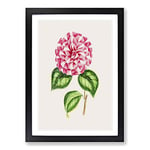Big Box Art Pink Queen Victoria Camellia Illustration Framed Wall Art Picture Print Ready to Hang, Black A2 (62 x 45 cm)