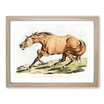 Light Brown Horse By Henry Alken Vintage Framed Wall Art Print, Ready to Hang Picture for Living Room Bedroom Home Office Décor, Oak A2 (64 x 46 cm)