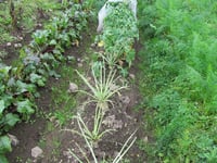 Kålnät / Bärnät (9m) (Storlek: Bredd 9 meter (valfri längd))