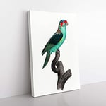Big Box Art A Musk Lorikeet by F. Levaillant Canvas Wall Art Print Ready to Hang Picture, 76 x 50 cm (30 x 20 Inch), White, Black, Grey, Turquoise