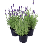 Lavendel lat. Lavandula angustifolia 'Hidcote'