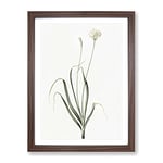 Hairy Garlic Flowers By Pierre Joseph Redoute Vintage Framed Wall Art Print, Ready to Hang Picture for Living Room Bedroom Home Office Décor, Walnut A3 (34 x 46 cm)