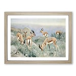 W Kuhnert Gazelle Vintage Framed Wall Art Print, Ready to Hang Picture for Living Room Bedroom Home Office Décor, Oak A2 (64 x 46 cm)