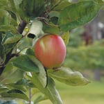 Omnia Garden Äppelträd Åkerö Svagväxande Äpple miniträd B9, co, inkl. uppbidnings kit GTG25180U