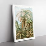 Big Box Art Ferns Vol.1 by Ernst Haeckel Canvas Wall Art Print Ready to Hang Picture, 76 x 50 cm (30 x 20 Inch), White, Green, Gold