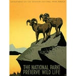 National Park Preserve Wildlife Goat USA Vintage Art Print Poster Wall Decor 12X16 Inch