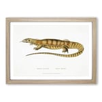 Big Box Art Yellow Monitor Lizard by John Edward Gray Framed Wall Art Picture Print Ready to Hang, Oak A2 (62 x 45 cm)