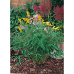 Prydnadsbuske Bergbambu Tiny C2 30+ cm Omnia Garden