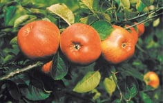 Äpple 'Cox Pomona' inkl uppbindningskit 1-p