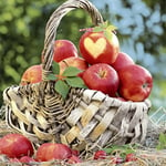 Interiörhuset Apple Basket Lunchservett 20-Pack
