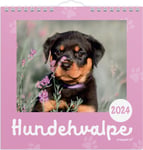 Mayland 2024 Vægkalender | Hundehvalpe