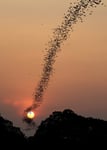 Bat Swarm At Sunset Poster 50x70 cm