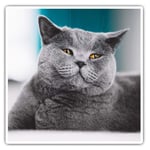 2 x Square 10cm Vinyl Stickers - Grey British Shorthair Cat Kitten 45244