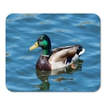 Mousepad Computer Notepad Office Brown Duck Colorful Mallard in Calm Lake Green Air Home School Game Player Computer Worker Inch