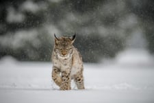 The Eurasian lynx (Lynx lynx) Poster 21x30 cm