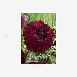 Dahlia, Blue Bird