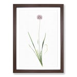 Big Box Art Mouse Garlic Flower by Pierre-Joseph Redoute Framed Wall Art Picture Print Ready to Hang, Walnut A2 (62 x 45 cm)