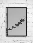 Poster Birds - 40x50 cm