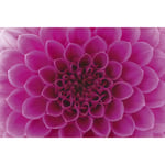 Dimex Tapet Pink Dahlia - Non Woven 375x250 cm