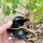 Rooting Ball Grafting Growing Box Breeding High-pressure Propaga A5(8cm)