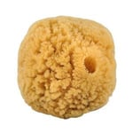 Croll och Denecke Natursvamp 10-12 cm