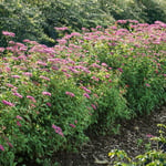 Omnia Garden Planta Rosenspirea 20-30 cm 101062P