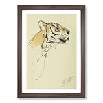 Big Box Art Study of A Tiger Vol.2 by John Macallan Swan Framed Wall Art Picture Print Ready to Hang, Walnut A2 (62 x 45 cm)