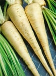 Vegetable - Parsley - Hamburg - Turnip Rooted - 500 Seeds - Economy