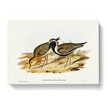 Australian Golden Plover Bird By Elizabeth Gould Vintage Canvas Wall Art Print Ready to Hang, Framed Picture for Living Room Bedroom Home Office Décor, 76x50 cm (30x20 Inch)