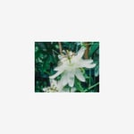Passionsblomma, Elliot