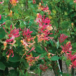 Omnia Garden Klätterväxt Rosenkaprifol 40-60 cm Lonicera heckrottii "American Beauty", 5-pack GTG23995-5