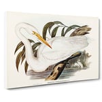 Australian Egret By Elizabeth Gould Vintage Canvas Wall Art Print Ready to Hang, Framed Picture for Living Room Bedroom Home Office Décor, 20x14 Inch (50x35 cm)