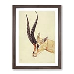 Vintage H Johnston Grant'S Gazelle Vintage Framed Wall Art Print, Ready to Hang Picture for Living Room Bedroom Home Office Décor, Walnut A2 (64 x 46 cm)