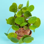 Pilea Peperomioides 20-30cm with Pot Indoor Chinese Money Houseplant for Offices