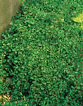Krypoxbär småbladigt 'Eichholz' CO, 20-30 cm 3-p