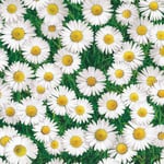 Ernst Textil Prästkrage Elegance Vaxduk Grön/Vit