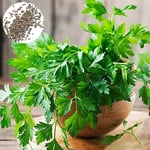 P12cheng Seed Plant Parsley Seed Smooth Edible Direct Cultivation Dodorant naturel pour Countryside