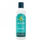 Shampoo Tea Tree Purifying 12 Oz By Jason Natural Products