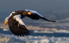Sea Eagle Flying Poster 30x40 cm