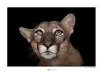 Komar Florida Panther Portrait – Taille : 70 x 50 cm Impression sur toile (sans cadre)