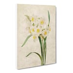 White Daffodils By Pierre Joseph Redoute Vintage Canvas Wall Art Print Ready to Hang, Framed Picture for Living Room Bedroom Home Office Décor, 24x16 Inch (60x40 cm)