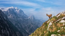 Alpine Ibex In The Mountains Poster 21x30 cm