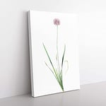 Big Box Art Mouse Garlic Flower by Pierre-Joseph Redoute Canvas Wall Art Print Ready to Hang Picture, 76 x 50 cm (30 x 20 Inch), White, Beige