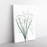 Big Box Art Pale Vanilla Lily Flowers by Pierre-Joseph Redoute Canvas Wall Art Print Ready to Hang Picture, 76 x 50 cm (30 x 20 Inch), White, Grey, Beige, Green