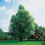 Omnia Garden Prydnadsträd Klotpil 150-200 cm Salix fragilis Bullata GTG23335
