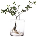 Glasvas med lock, 28 cm