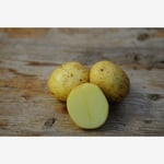 Sättpotatis, Solist, 1 kg