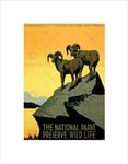 Wee Blue Coo National Park Preserve Wildlife Goat USA Mount Wall Art Print
